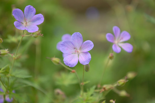Wild purple Geranium
