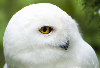 Fototapeta premium Snowy Owl Portrait. Montreal, Quebec, Canada