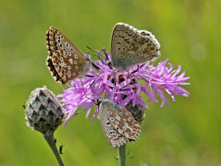 Silbergrüne Bläulinge (Polyommatus coridon) 