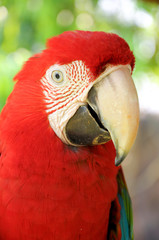 Green-winged Macaw