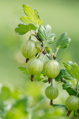 Green gooseberries
