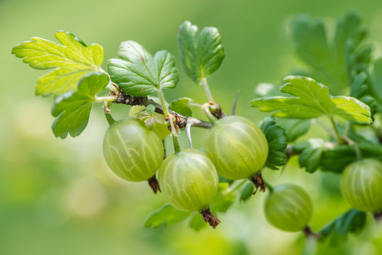 Green gooseberries