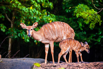 Mother's love, deer and cute fawn on stone