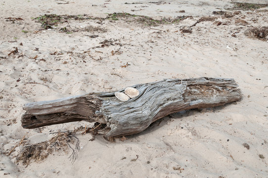 Driftwood with two shells on sandy beach