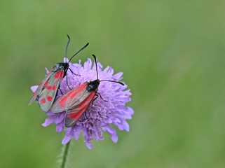 Sechsfleckwidderchen und Thymianwidderchen auf Witwenblume