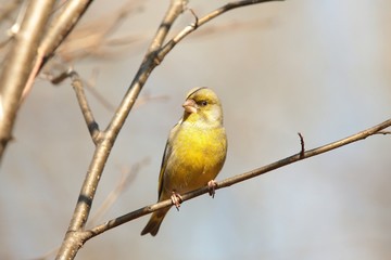 Greenfinch - Carduelis chloris on a branch