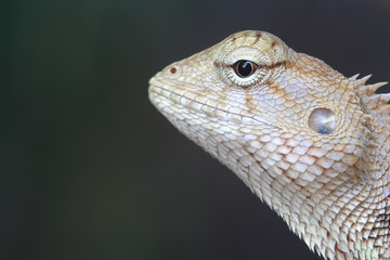 Dragon head.