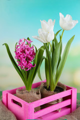 Beautiful tulips and hyacinth flower in wooden box