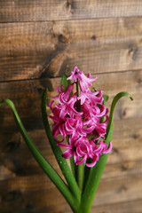 Beautiful pink hyacinth flower on wooden background