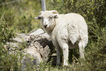 Oveja blanca en un campo