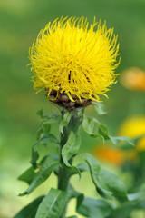 Obraz premium Yellow cornflower. Centaurea macrocephala