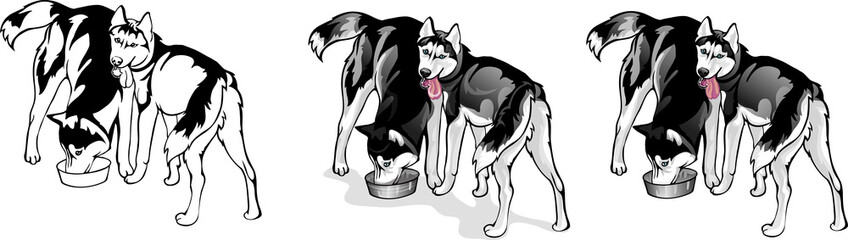 two dogs eat from a bowl © SashaS
