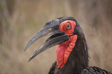 Ground hornbill