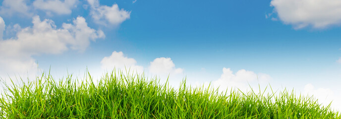 Obraz premium Spring nature background with grass and blue sky in the back .su