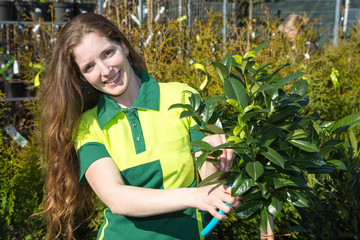 Gardener cutting branches of a tree at nursery