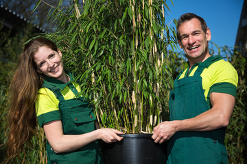 Gardeners posing with potted bamboo plant at nursery