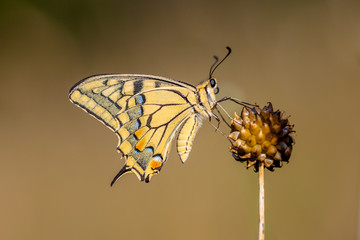 Swallowtail (Papilio machaon) resting on Allium Plant in the Mor