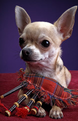 Chihuahua