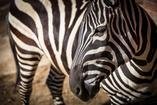 Fototapeta zebra