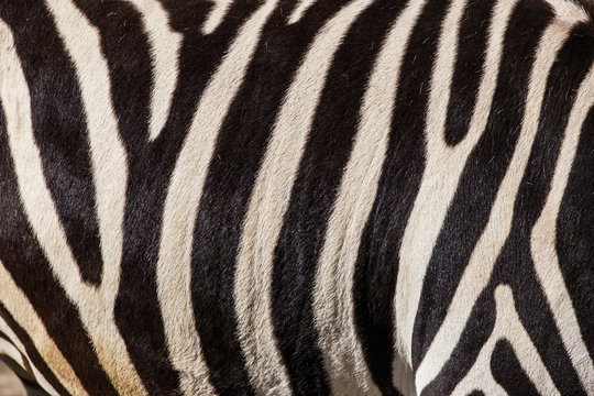 Fototapeta zebra