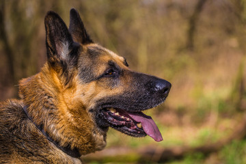 Portrait of a German Shepherd dog