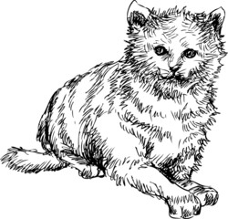 hand drawn cat