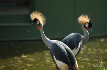 Two crowned cranes