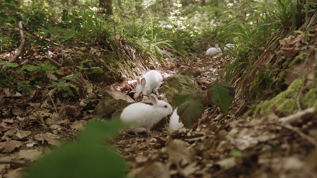 Red eyed white rabbits in the forest.