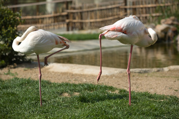 Flamingos on the grass
