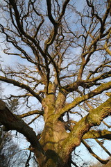 Stieleiche (Quercus robur) alt & majestätisch (Sulzeiche)