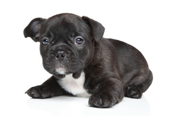 French bulldog puppy (1 month)