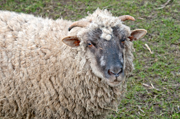 a ram