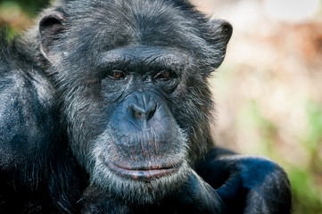 Portrait de chimpanzé
