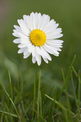 flower daisy