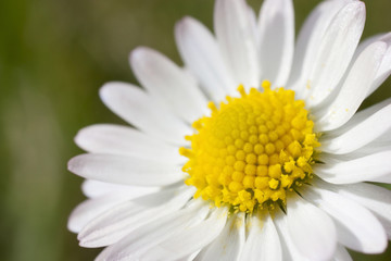 Obraz premium flower daisy