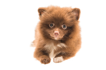 Pomeranian spitz puppy