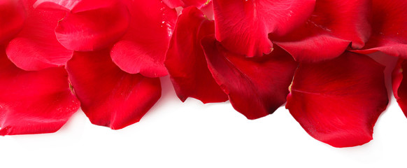 Beautiful red rose petals, isolated on white