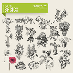 vector basics: garden flowers