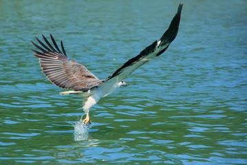 White-bellied Sea Eagle hunting, Langkawi island, Malaysia © donyanedomam