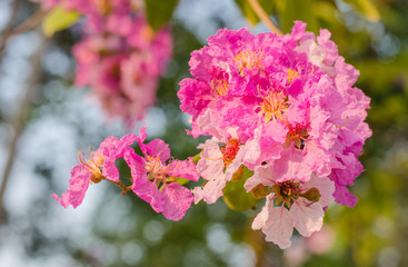Pink Cananga odorata,sweet pink flower blooming in the garden