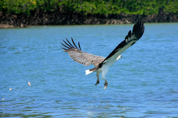 White-bellied Sea Eagle hunting, Langkawi island, Malaysia