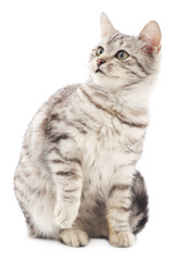 Kitten on a white background