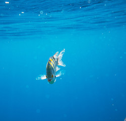Coral fish