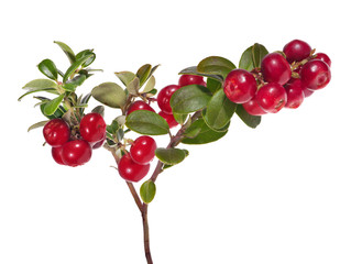 isolated on white branch with large red cowberries