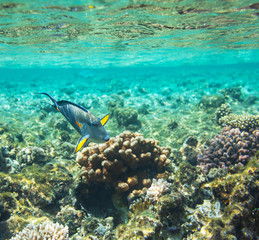 Obraz na płótnie Canvas Koral