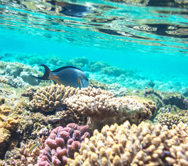 Obraz premium Coral fish
