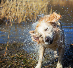 Retriever