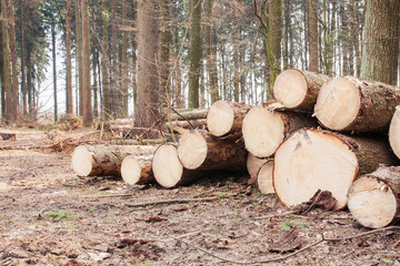 Spruce Timber Logging in Forest