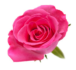 Naklejka premium pink rose
