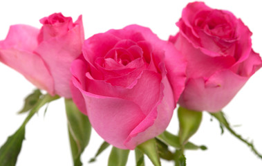 purple iris isolated on white